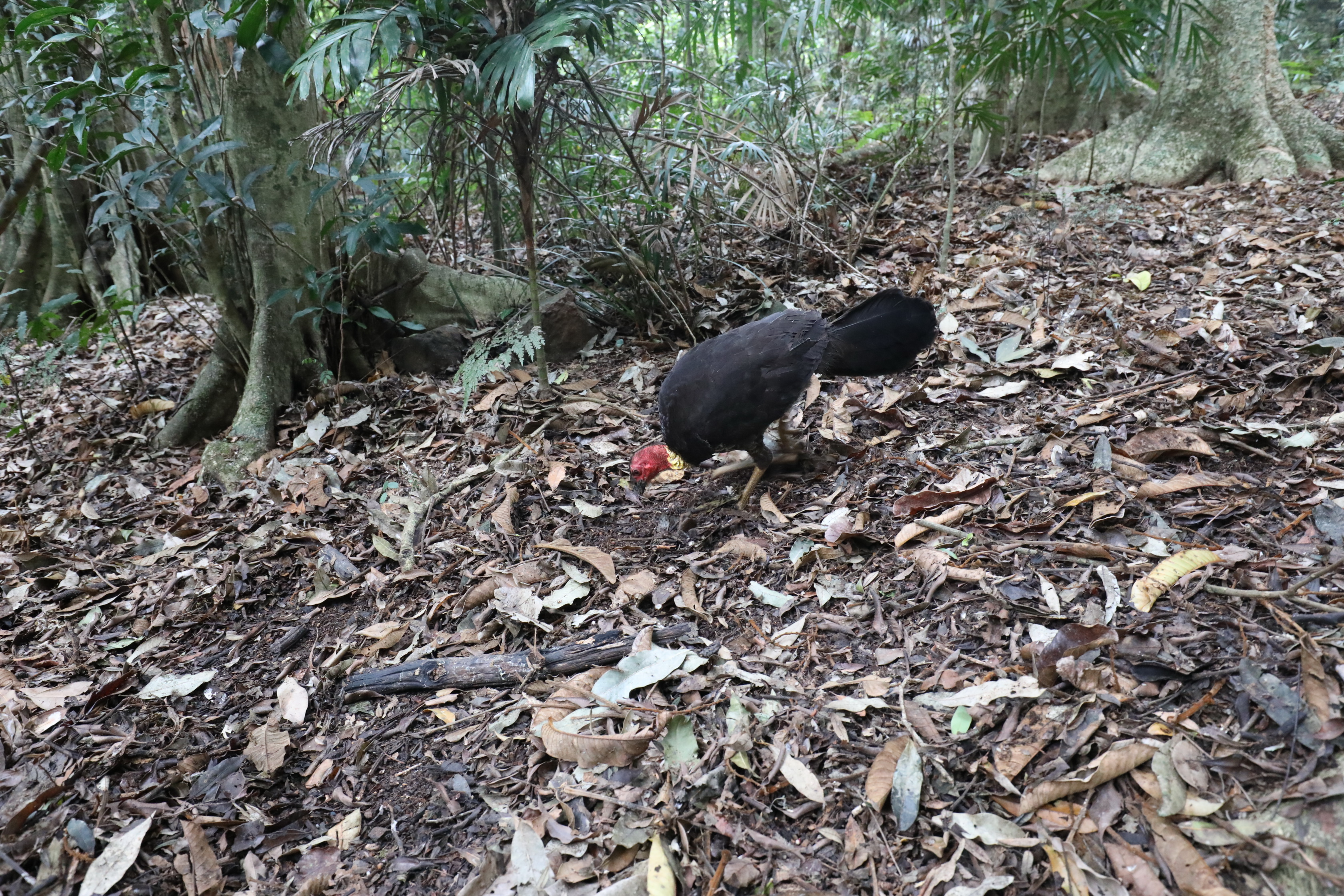 Australian Brushturkey / Bush Turkey